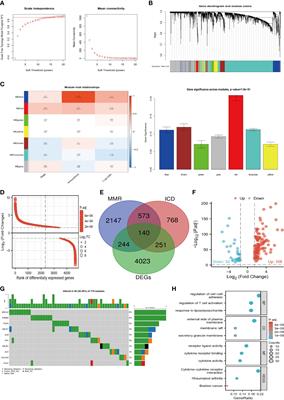 Mitochondrial metabolic reprogramming-mediated immunogenic cell death reveals immune and prognostic features of clear cell renal cell carcinoma